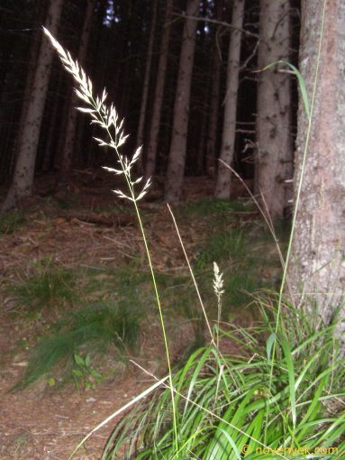 Image of plant Calamagrostis arundinacea