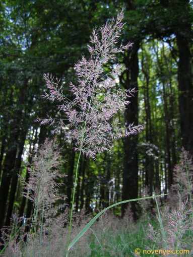 Image of plant Calamagrostis purpurea