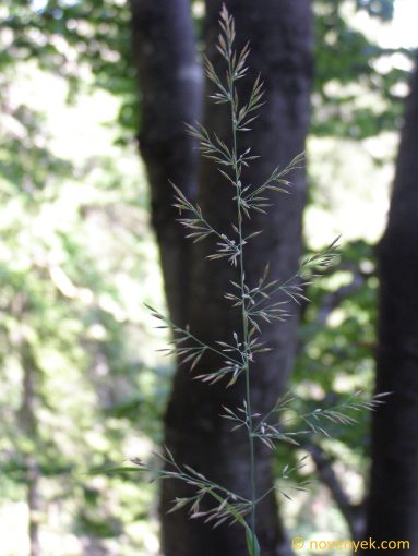 Image of plant Calamagrostis varia