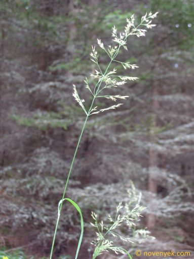 Image of plant Calamagrostis villosa