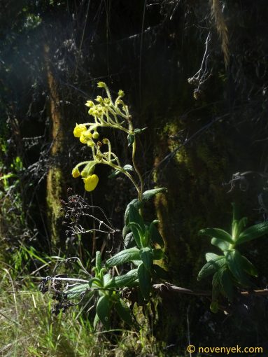 Image of plant Calceolaria crenata