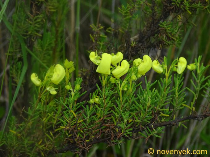 Image of plant Calceolaria ericoides