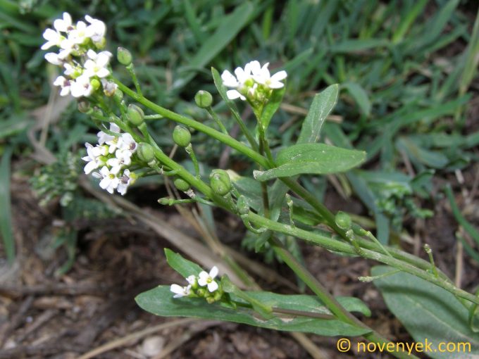 Image of plant Calepina irregularis