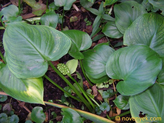 Image of plant Calla palustris