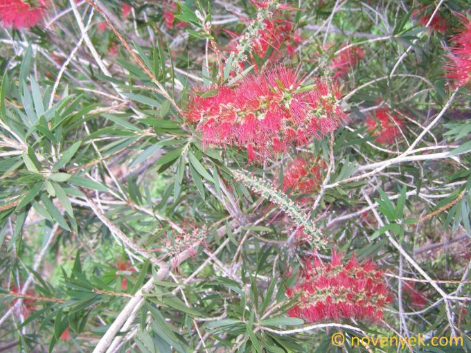 Image of plant Callistemon viminalis