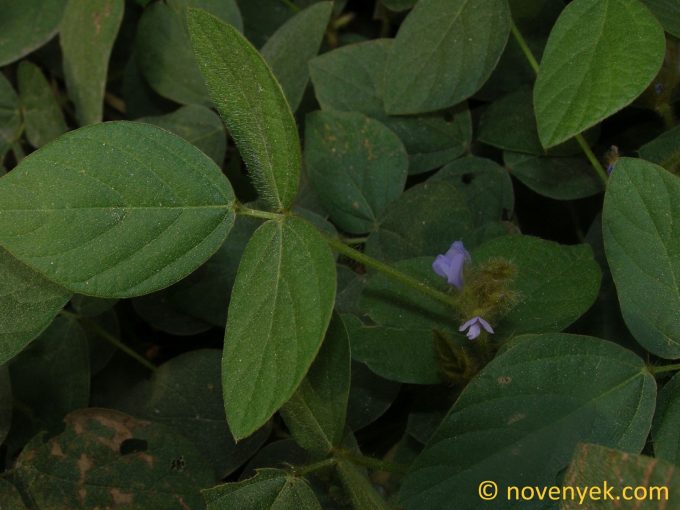 Image of plant Calopogonium mucunoides