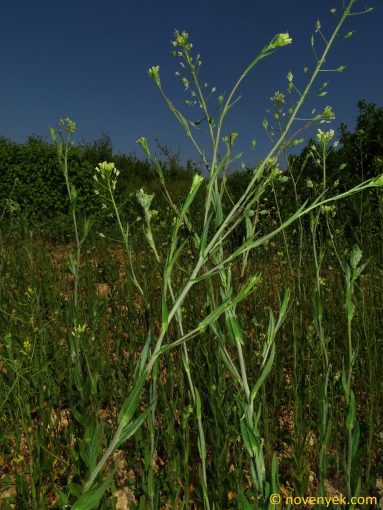 Image of plant Camelina microcarpa
