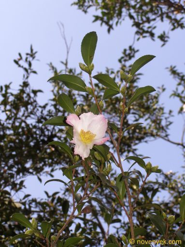 Image of plant Camellia japonica