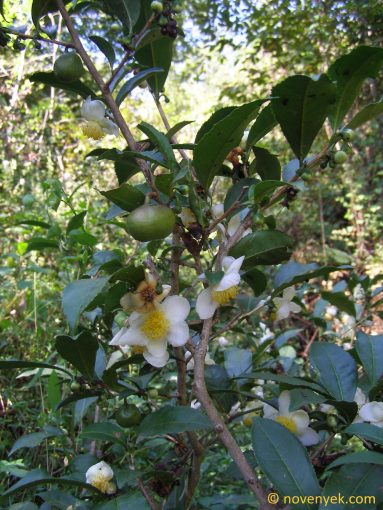 Image of plant Camellia sinensis