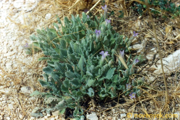 Image of plant Campanula andrewsii