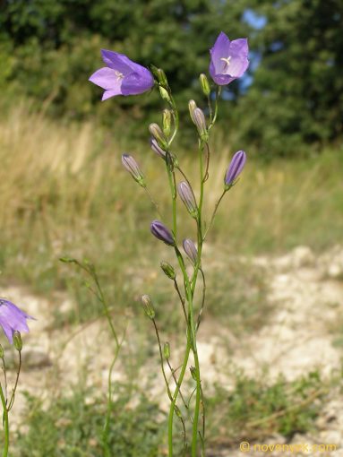 Image of plant Campanula moravica