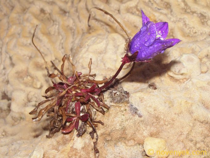 Image of plant Campanula saxifraga