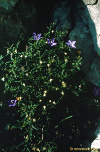 Image of plant Campanula waldsteiniana