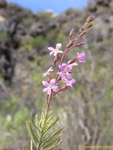Image of plant Campylanthus salsoloides