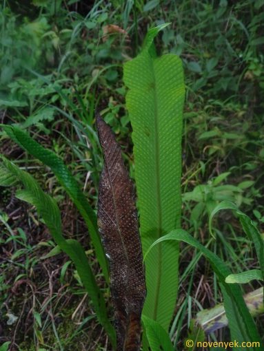 Image of plant Campyloneurum phyllitidis