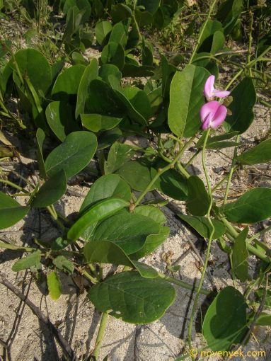 Image of plant Canavalia rosea