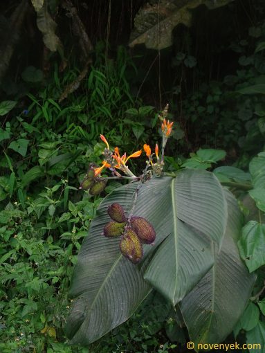 Image of plant Canna jaegeriana