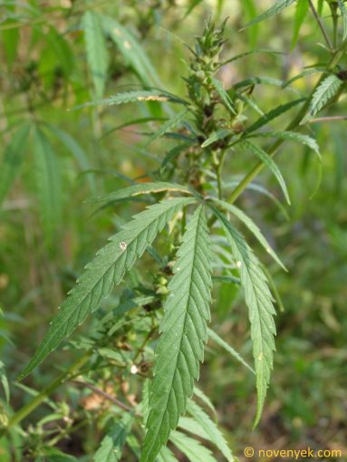 Image of plant Cannabis sativa