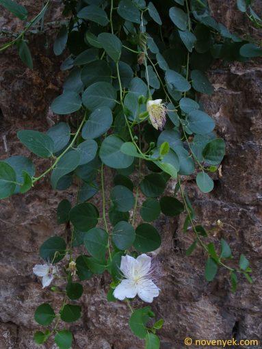 Image of plant Capparis spinosa