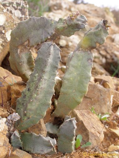 Image of plant Caralluma burchardii
