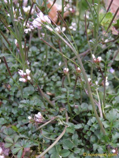 Image of plant Cardamine hirsuta
