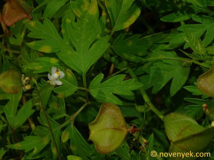 Image of plant Cardiospermum microcarpum