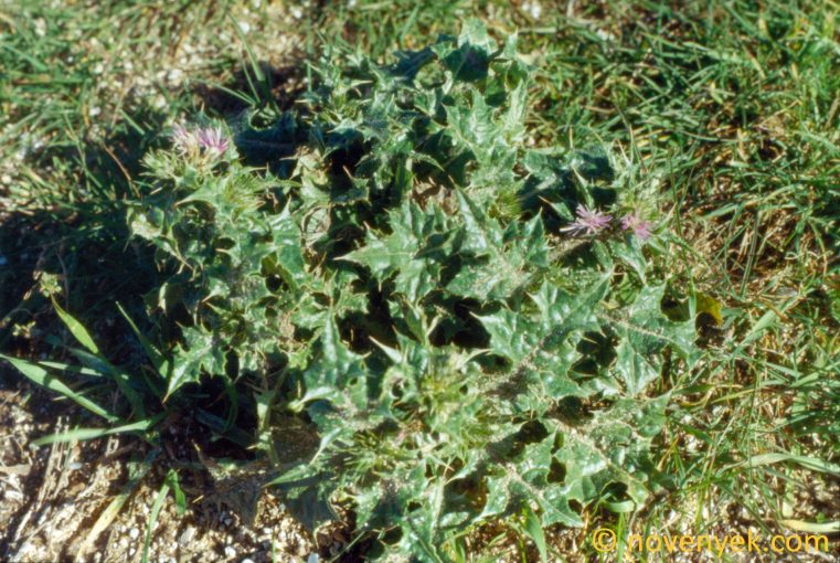 Image of plant Carduus tenuiflorus