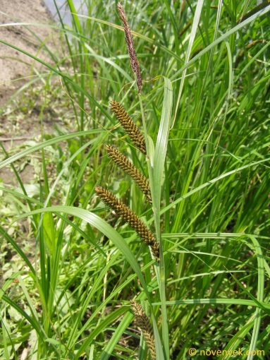 Image of plant Carex acuta