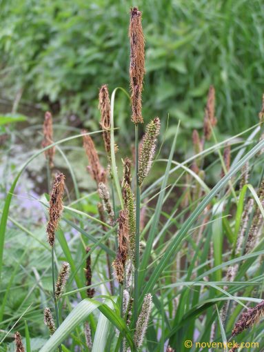 Image of plant Carex acutiformis