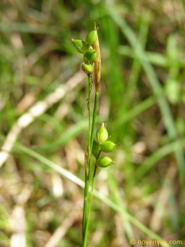 Image of plant Carex alba