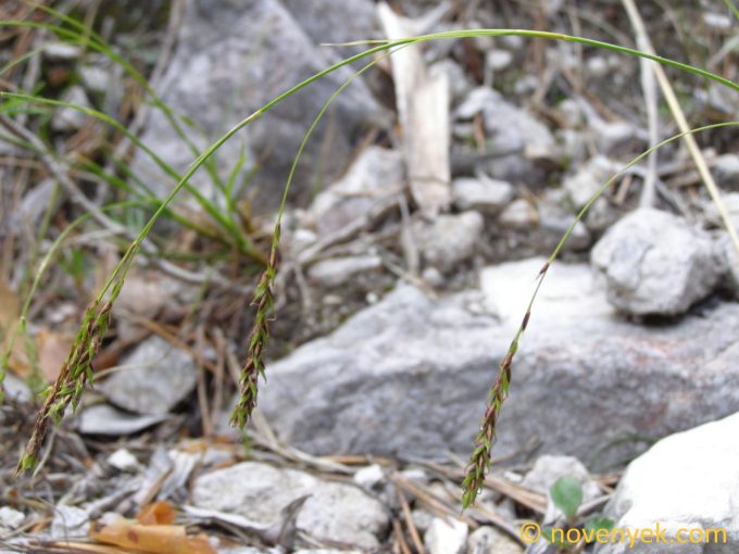 Image of plant Carex brachystachys