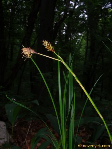 Image of plant Carex brevicollis