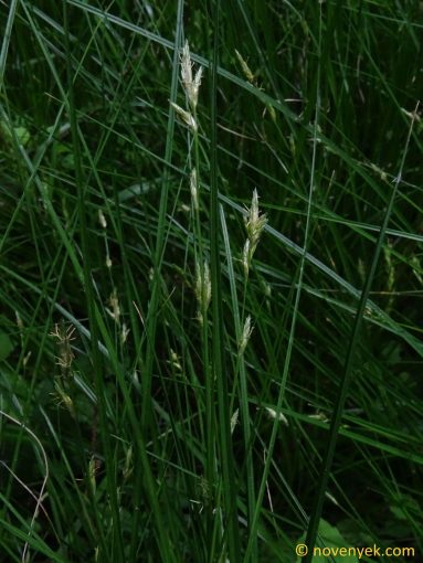 Image of plant Carex brizoides