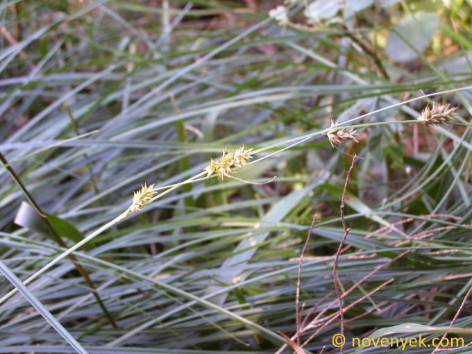 Image of plant Carex canariensis