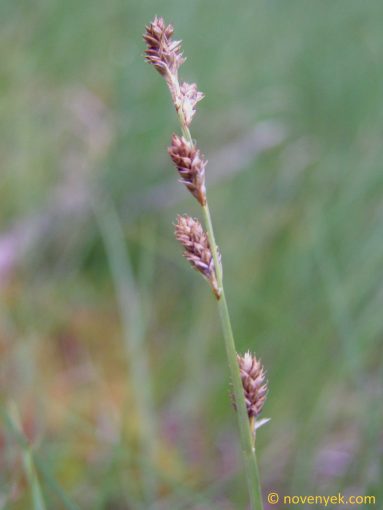 Image of plant Carex canescens