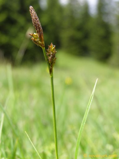 Image of plant Carex caryophyllea