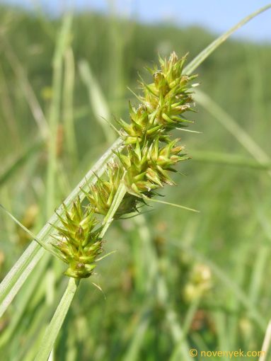 Image of plant Carex cuprina