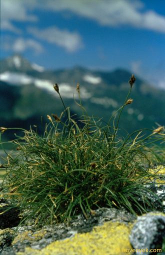 Image of plant Carex curvula