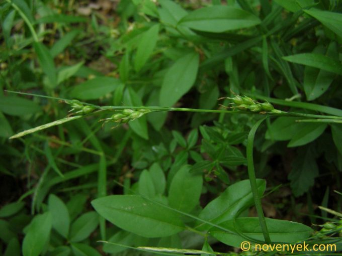 Image of plant Carex depauperata