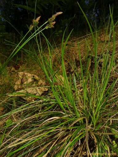 Image of plant Carex depressa