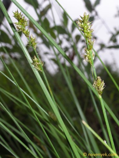 Image of plant Carex diandra