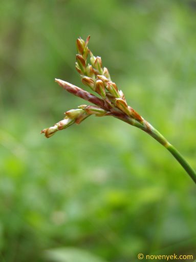 Image of plant Carex digitata