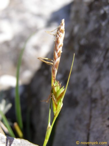 Image of plant Carex distachya