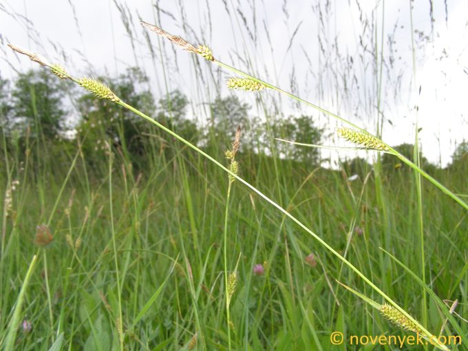 Image of plant Carex distans