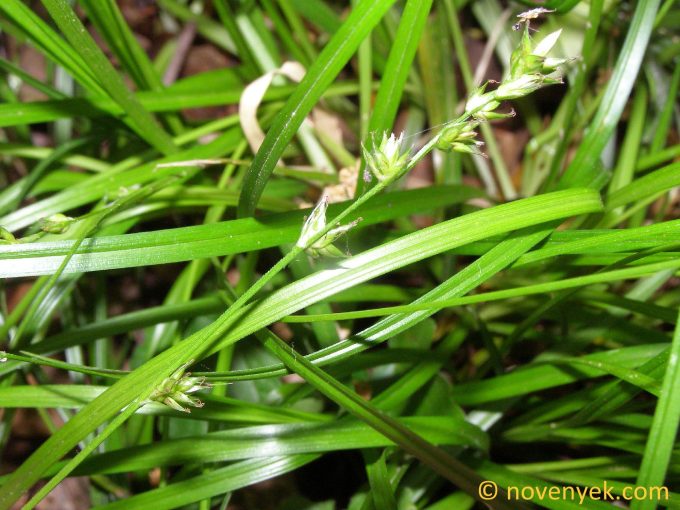 Image of plant Carex divulsa