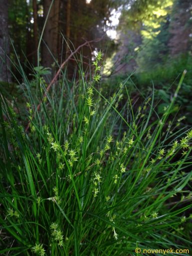 Image of plant Carex echinata