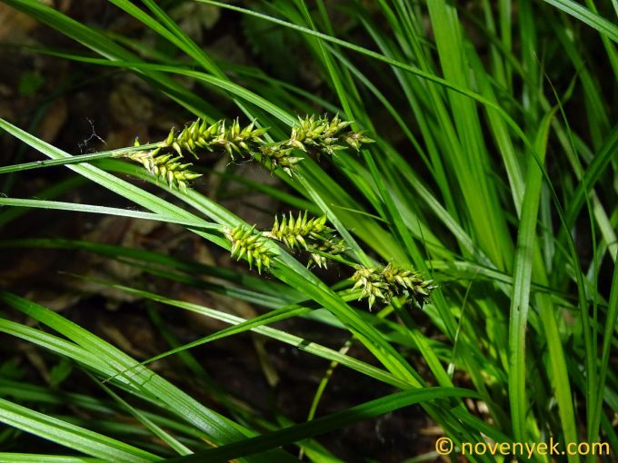 Image of plant Carex elongata
