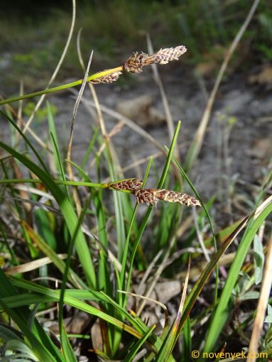 Image of plant Carex ericetorum