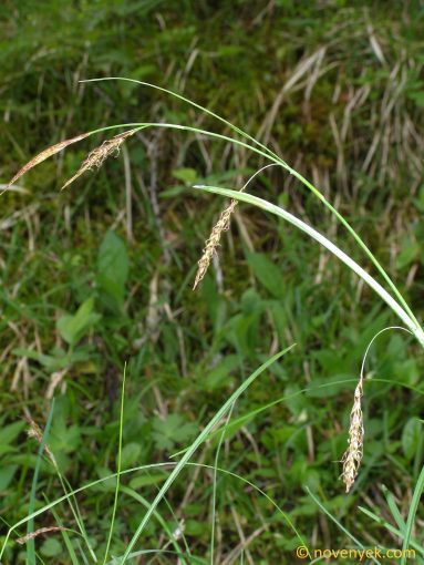 Image of plant Carex ferruginea