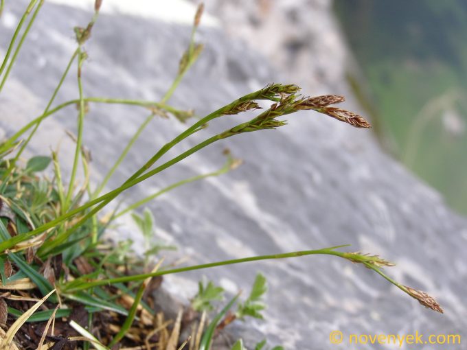 Image of plant Carex firma